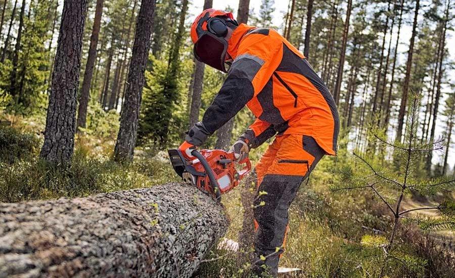 Basso Cilento: il paradosso degli idraulici forestali formati ma senza lavoro