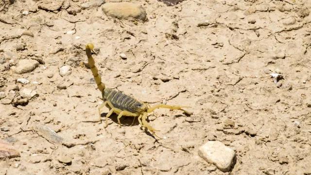 Crianças são mais vulneráveis a envenenamento por picada de escorpião