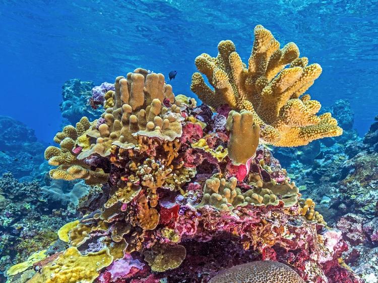 Quase metade das espécies de corais que formam recifes no mundo está ameaçada de extinção