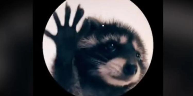 ¡Pedro, Pedro, Pedro! El origen del video viral del mapache que no te puedes sacar de la cabeza