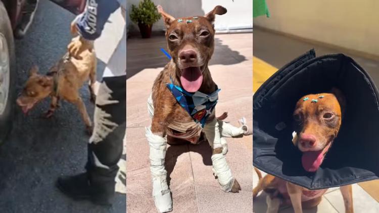Cachorro que foi amarrado a carro e arrastado recebe alta e ganha lar temporário em Teresina
