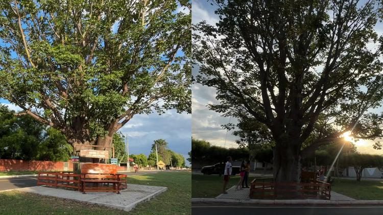 Baobá plantado por pai como herança para a família vira atração turística em cidade do Piauí
