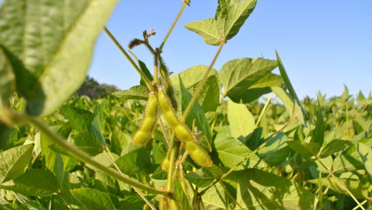 European Parliament Rejects Soybean Oil ILUC Label