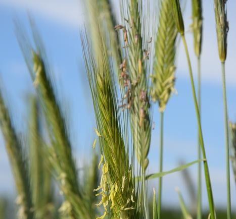 One Rye Chromosome Has Already Changed Wheat. What Else Is Hiding There?