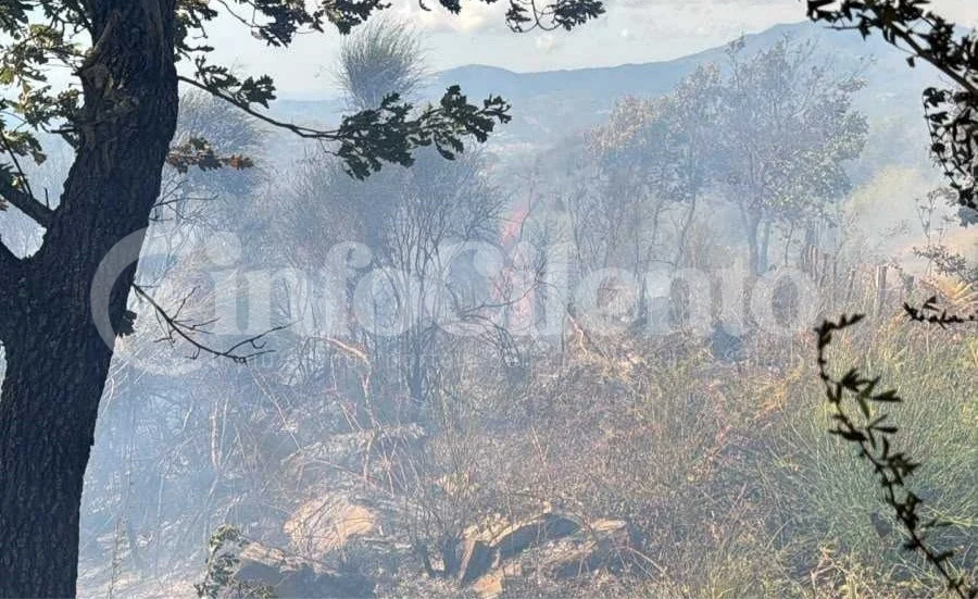 Incendio a Vibonati, distrutti due ettari di vegetazione: paura a Tempitelle