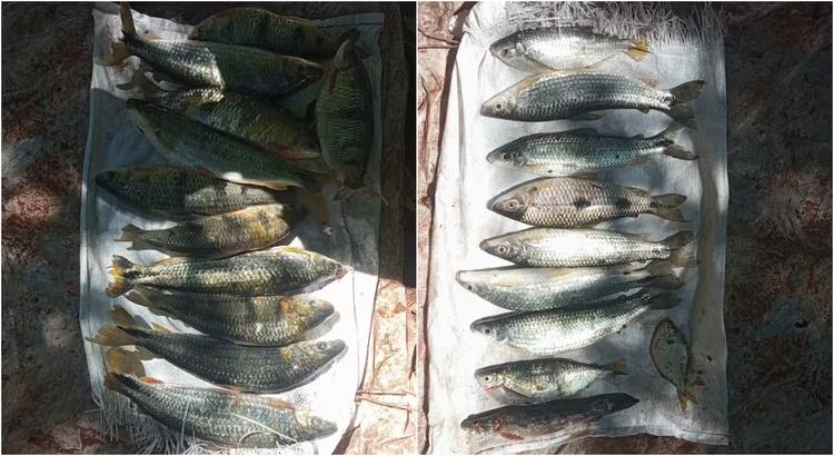 Homem é multado em mais de R$ 1 mil por pesca ilegal em Sandovalina
