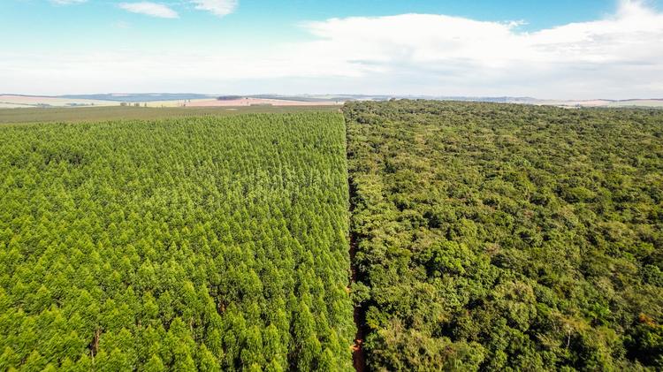 Dia da Árvore: Bracell destaca produção florestal e conservação nativa