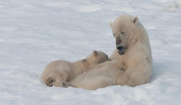 Un réveil coûteux au Svalbard