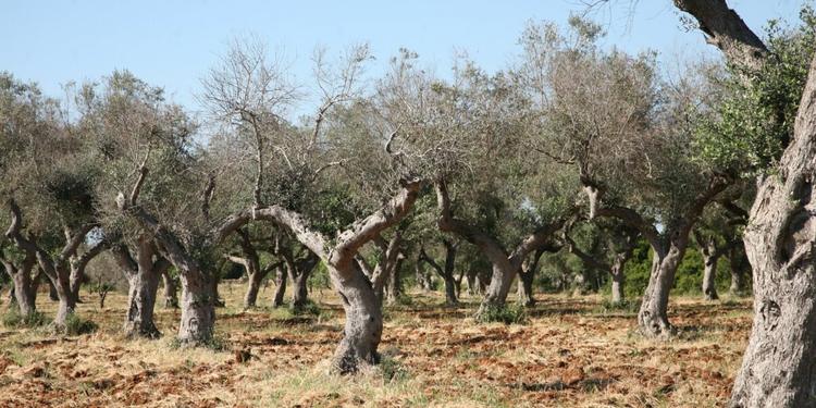 Xylella in Calabria, Barbuto (M5S): «Solo 300mila euro per fermare l'epidemia: è una goccia nel mare, servono fondi veri e assunzioni»