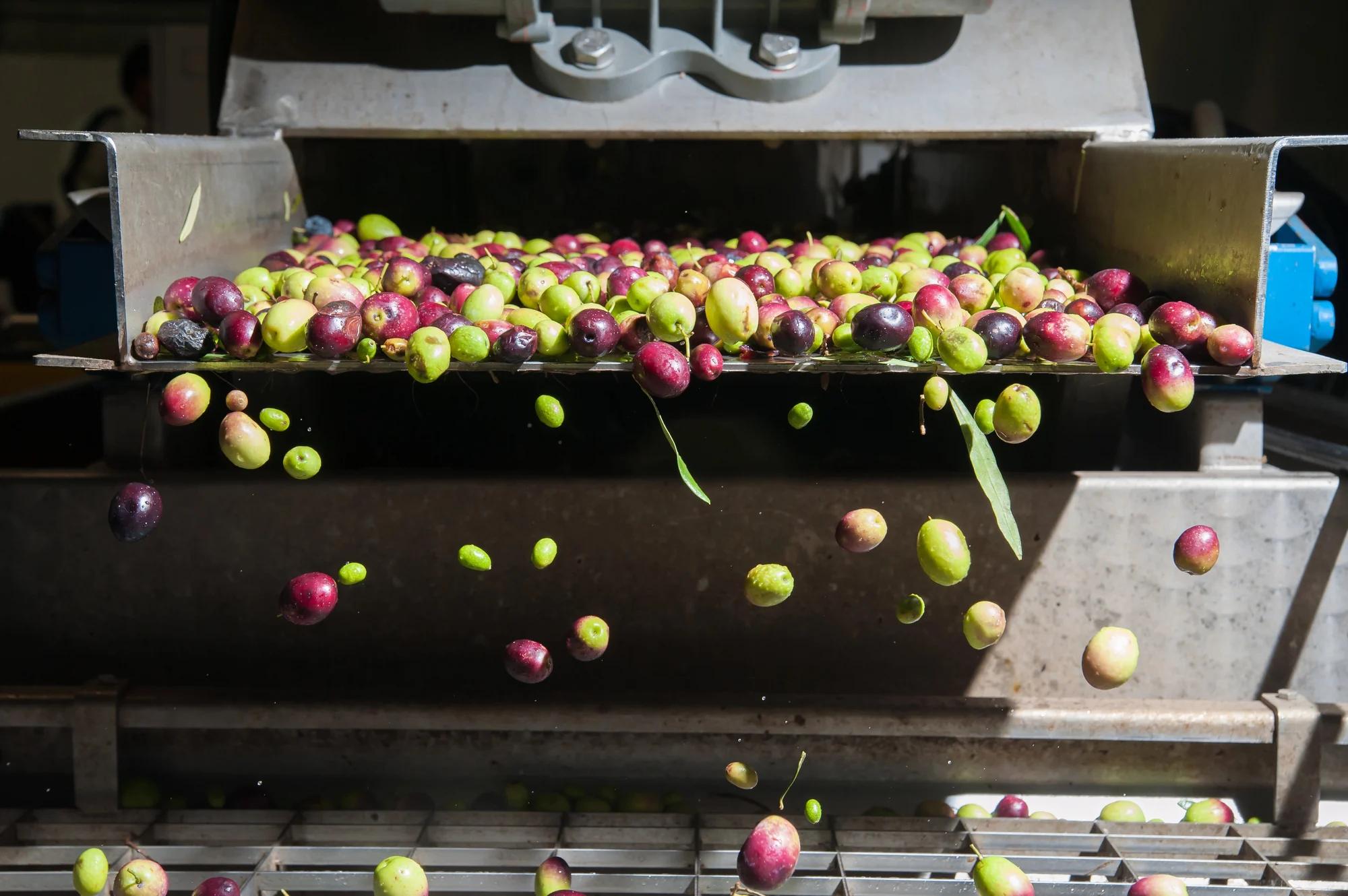 PNRR Campania: 4,8 milioni di euro ai frantoi per l’olio EVO di qualità