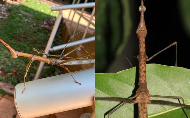 'Kamara' e 'Mãe da Mata': toadas do Boi Garantido inspiram nomes de novas espécies de gafanhoto descobertas por pesquisadora no Amazonas