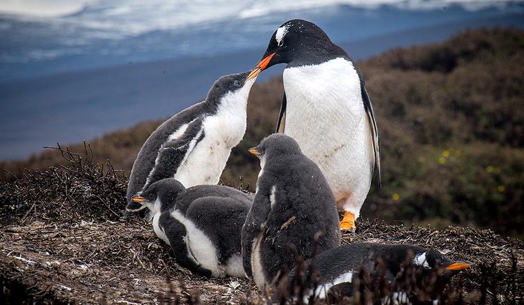Eselspinguine der Kerguelen sind eine eigene Art