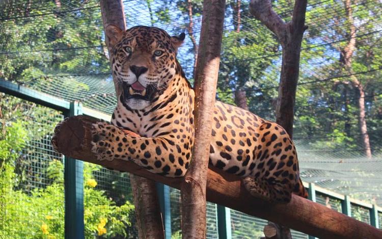 ‘Popstar’ do zoológico, onça Caeté atrai visitantes e ganha festa de um ano em Guaíra, SP