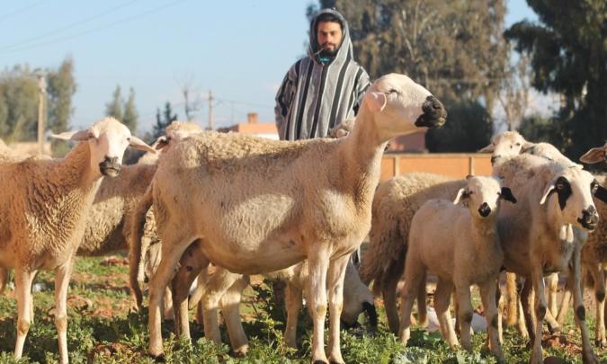 لماذا تم استثناء كسابة بقلعة السراغنة من دعم مربي الماشية؟