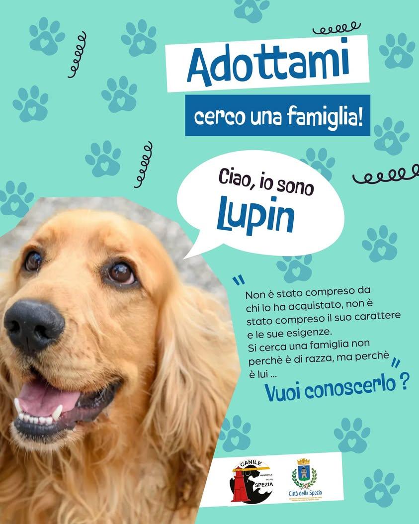 Lupin è il risultato di un errore si vede troppo spesso: scegliere un cane come se fosse un accessorio di tendenza. Spes...