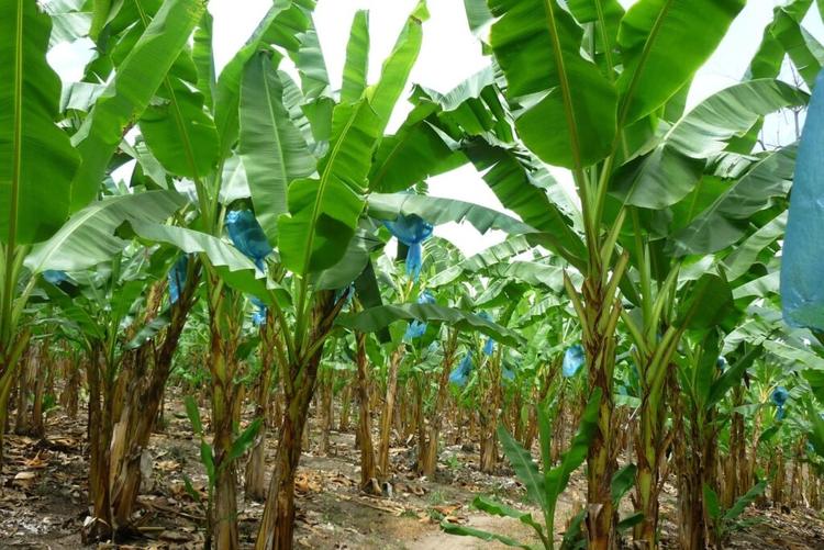 banana plantation, Colombia.