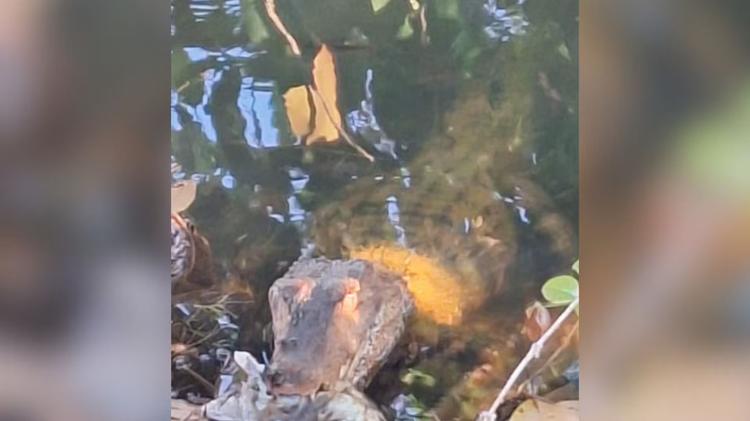 Veja como vive o jacaré filmado por visitante em lagoa no Parque Sabiá, em Uberlândia