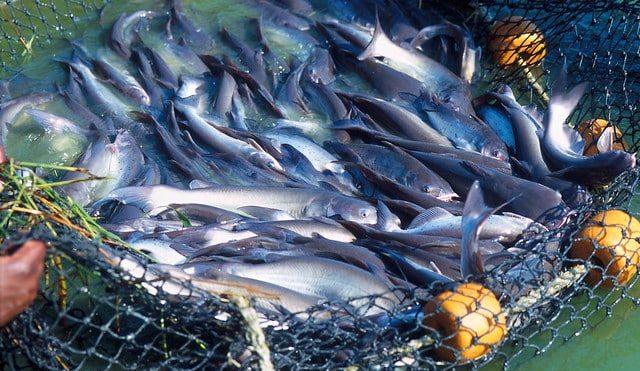Mississippi senators aiming to protect local catfish from highly contagious viruses