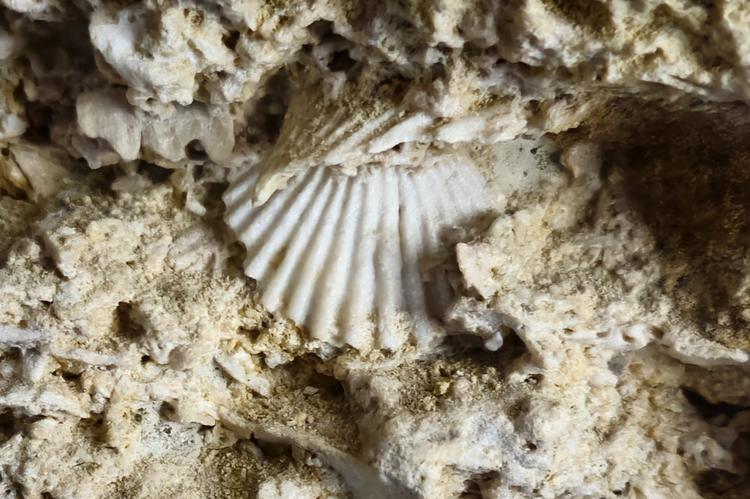 Vida de hace millones de años fosilizada en las piedras con las que se construyó la Catedral de Málaga