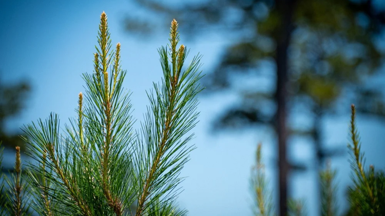 Lumber manufacturer Barge Forest Products investing $8.3 million in Macon