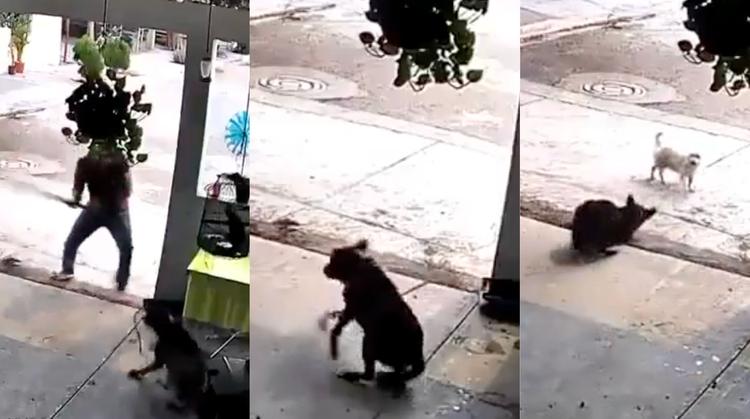 Justicia para Toto: Detienen a David Adrián 'N' por brutal agresión al perrito en Navojoa, Sonora