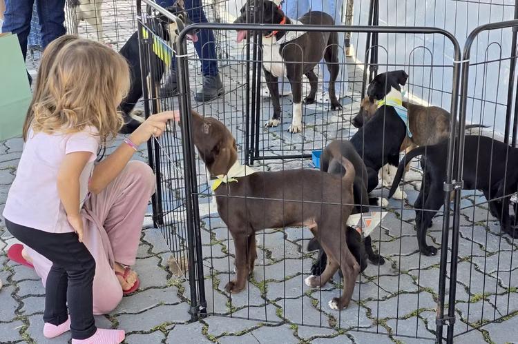 Cães aguardam por adoção responsável e novos lares em Macaé