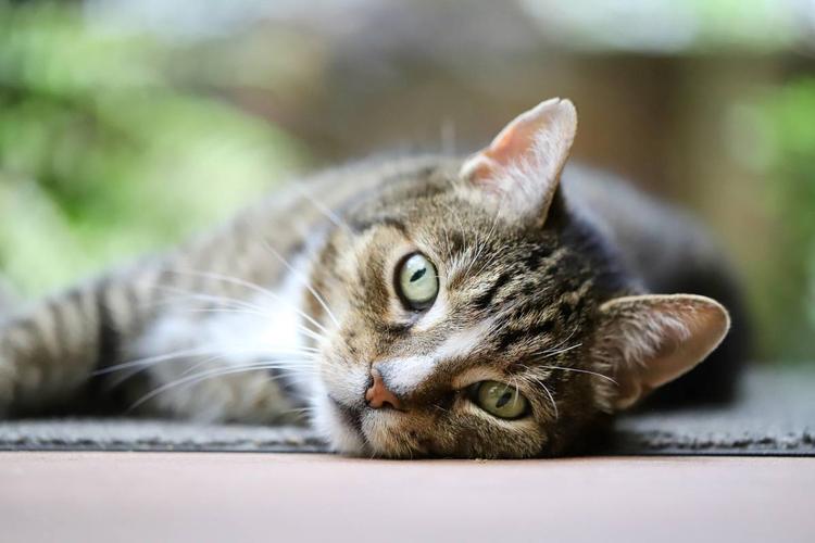 Sicurezza, caldo, odore. Ecco perché micio dorme sul suo umano