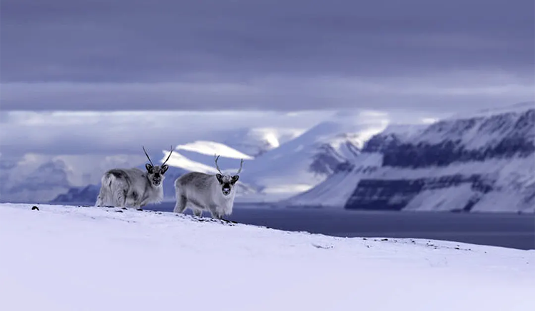Les « produits chimiques éternels » augmentent de plus de 900 % chez le renne du Svalbard