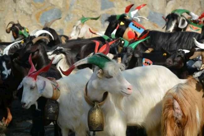 Turniata di San Vito a San Gregorio Magno: si ripete il rito millenario della benedizione delle greggi