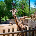 달라스 동물원 주차난 해소… 5층 주차장 신규 개장