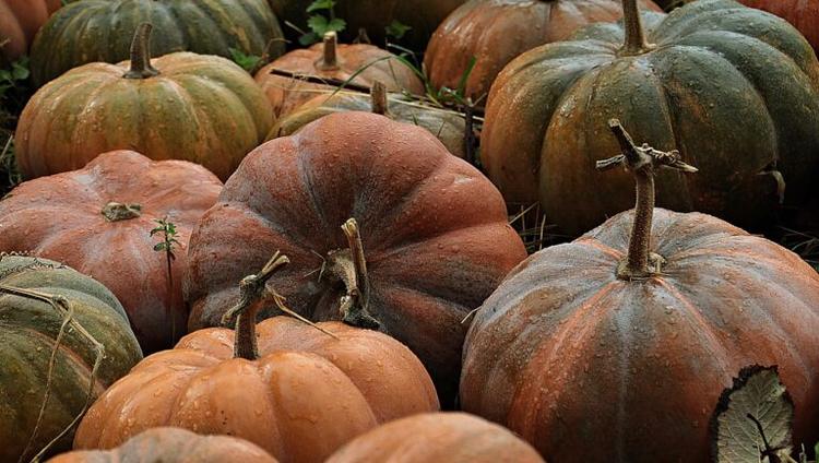 Poland the Largest Producer of Pumpkins in the EU