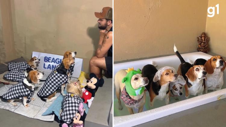 'Escolinha' para cães faz festa do pijama, oferece spa e viraliza nas redes sociais com beagles fantasiados