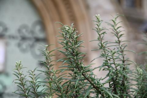 Culture, Diversity, and Inclusion in Church Planting