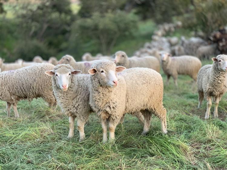 Mais ovelhas do que gente? Faça o QUIZ e descubra curiosidades do agro das seleções da Copa do Mundo