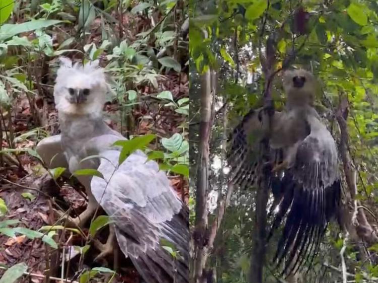Maior águia das Américas, harpia é flagrada por locutor durante trilha em RO