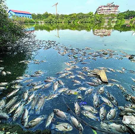 HC takes suo motu cognisance of dead fish in Mala lake