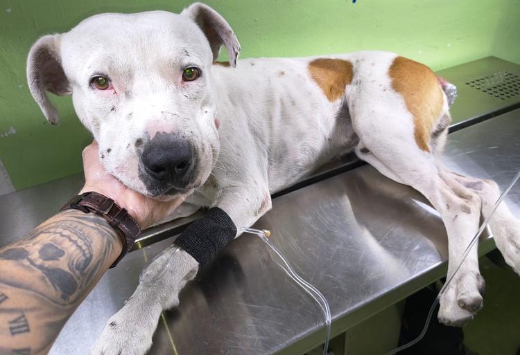 Buscan hogar para 'Manchas Segundo', el perro rescatado del zócalo de Cuernavaca