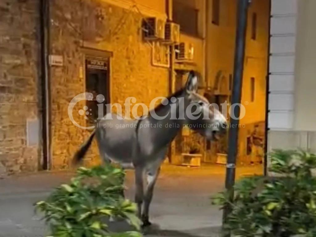 Movida ad Agropoli, spunta un asino in corso Garibaldi