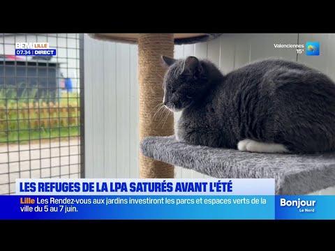 Les refuges de la LPA déjà saturés avant l'été
