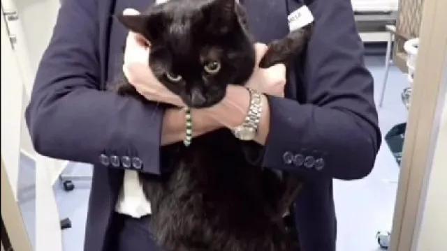 Cruzeiro salva marinheiro e gata "em apuros" em alto mar. "Surreal"