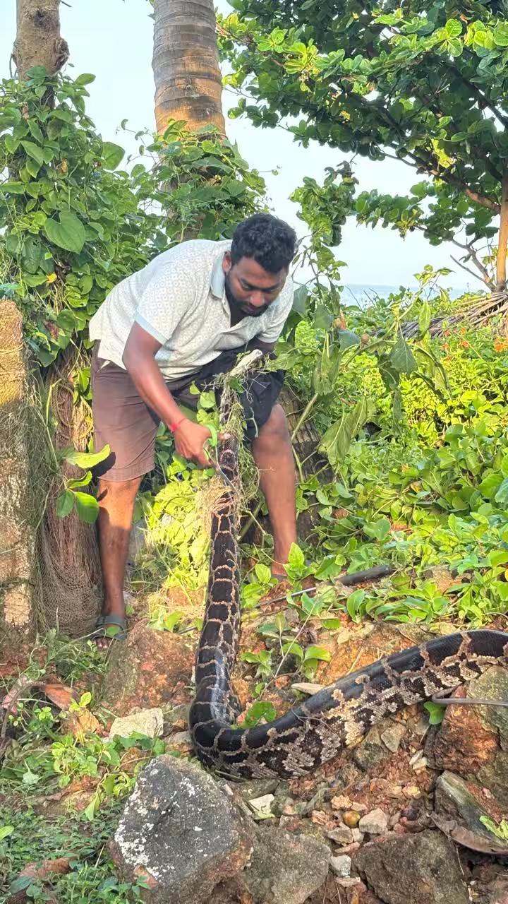 Python freed from fishing net in Canacona