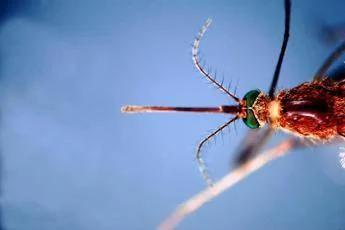 West Nile, prima vittima in Liguria: 86enne muore a Genova. Bassetti: "Massima attenzione"