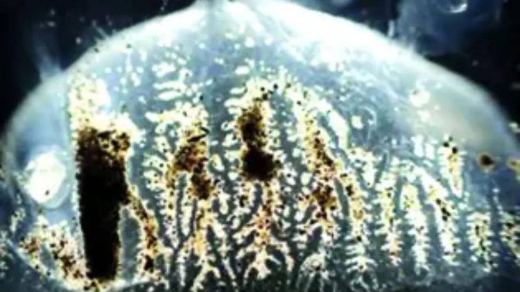 Venomous ‘box jellyfish’ found in Indian waters, study advises caution