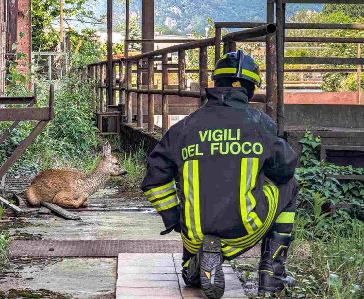 AVIGLIANA – Capriolo nel canale artificiale salvato dai Vigili del Fuoco