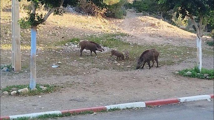الخنزير البري يهدد المتضررين من زلزال الحوز بمركز مولاي ابراهيم + ڤيديو