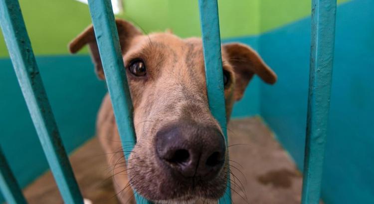 ¿Qué esconden? Denuncian desaparición y sacrificio oculto de perros en Jiutepec