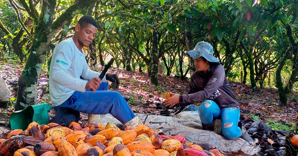 Cooperado da Cresol na Bahia dobra produtividade do cacau com crédito do Plano Safra