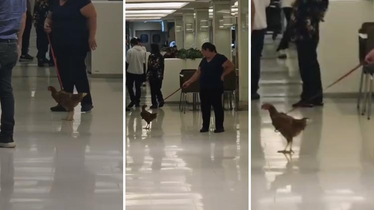 Luzes, barulho e estresse: quais são os riscos para animais exóticos em shoppings após vídeos de galinha e cobra viralizarem