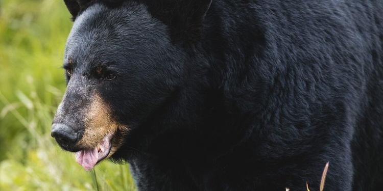 Giappone, un orso entra in cucina di notte e fruga nel frigorifero: nuovo allarme nel Paese dopo cinque morti da aprile
