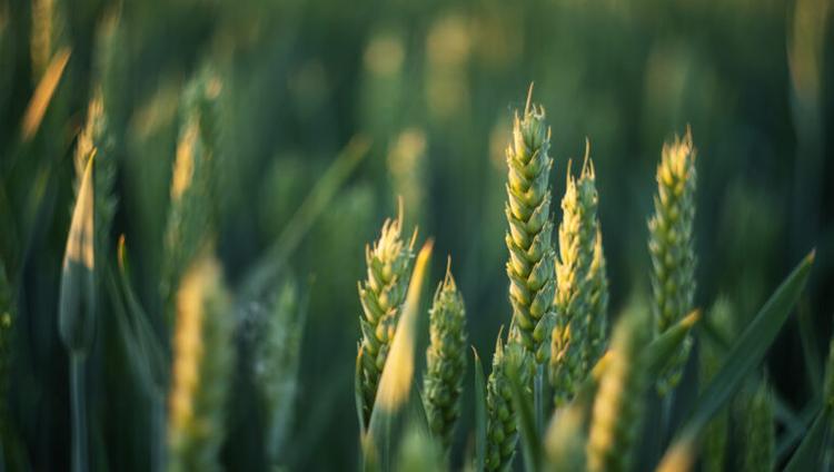 Crop Disease Resistance Gene Targets Two Pathogens